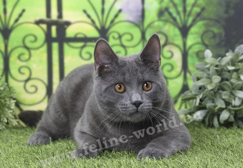 CHARTREUX_26 (RACE)